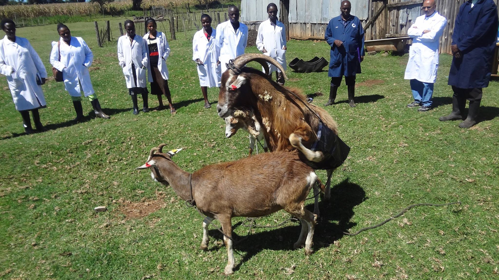 Toggenburg and Saanen Bucks are Comparable in Performance but Toggenburg Bucks Better for Artificial Insemination