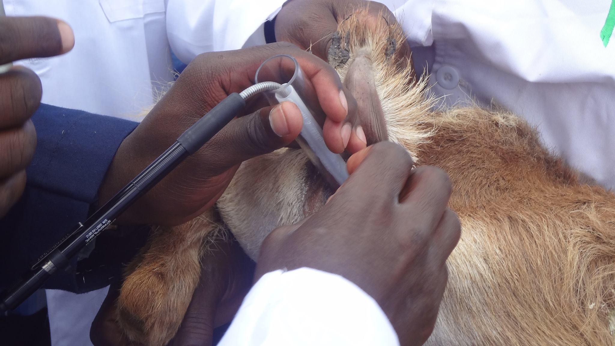 A Short-term or A long-term Oestrous Synchronization Protocol in Dairy Goats Breeding?