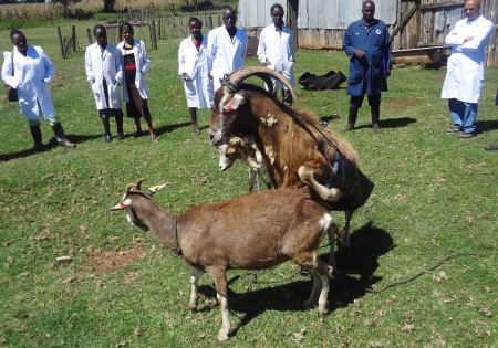 Toggenburg and Saanen Bucks are Comparable in Performance but Toggenburg Bucks Better for Artificial Insemination